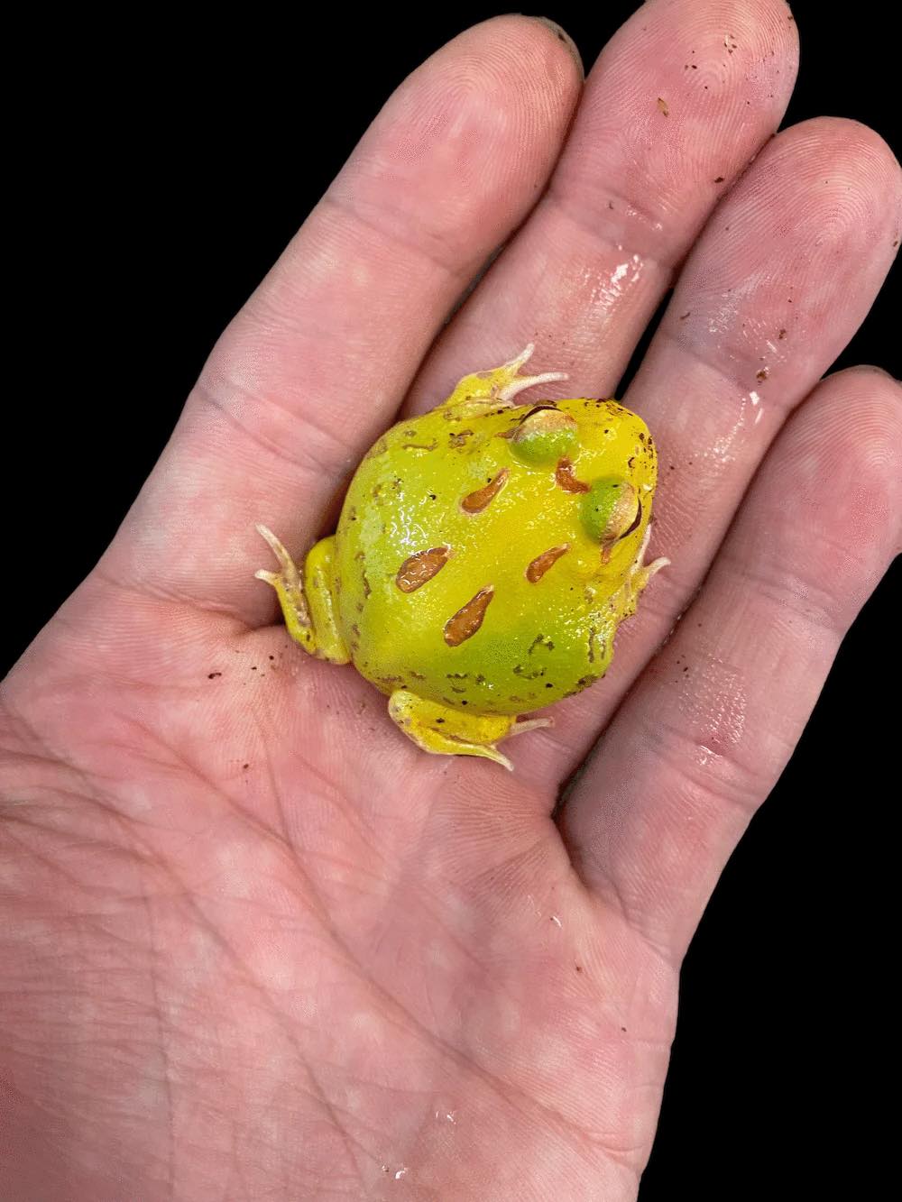 Pacman Frog (Pikachu)