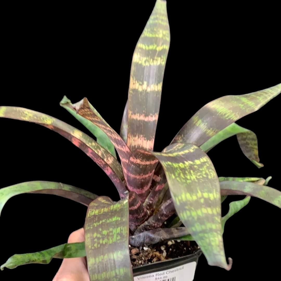 Vriesea Red Chestnut