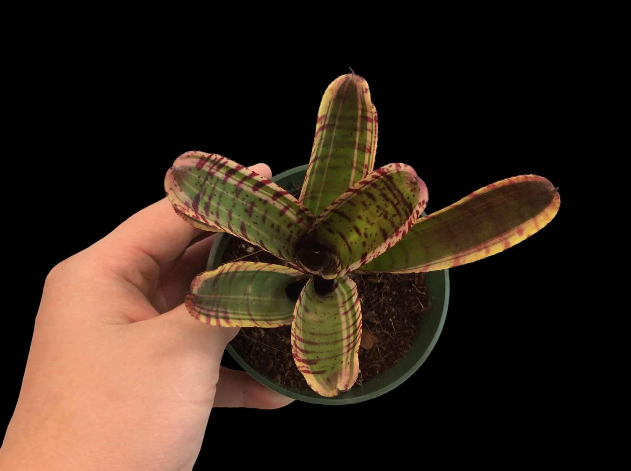 Neoregelia Petit Coquin