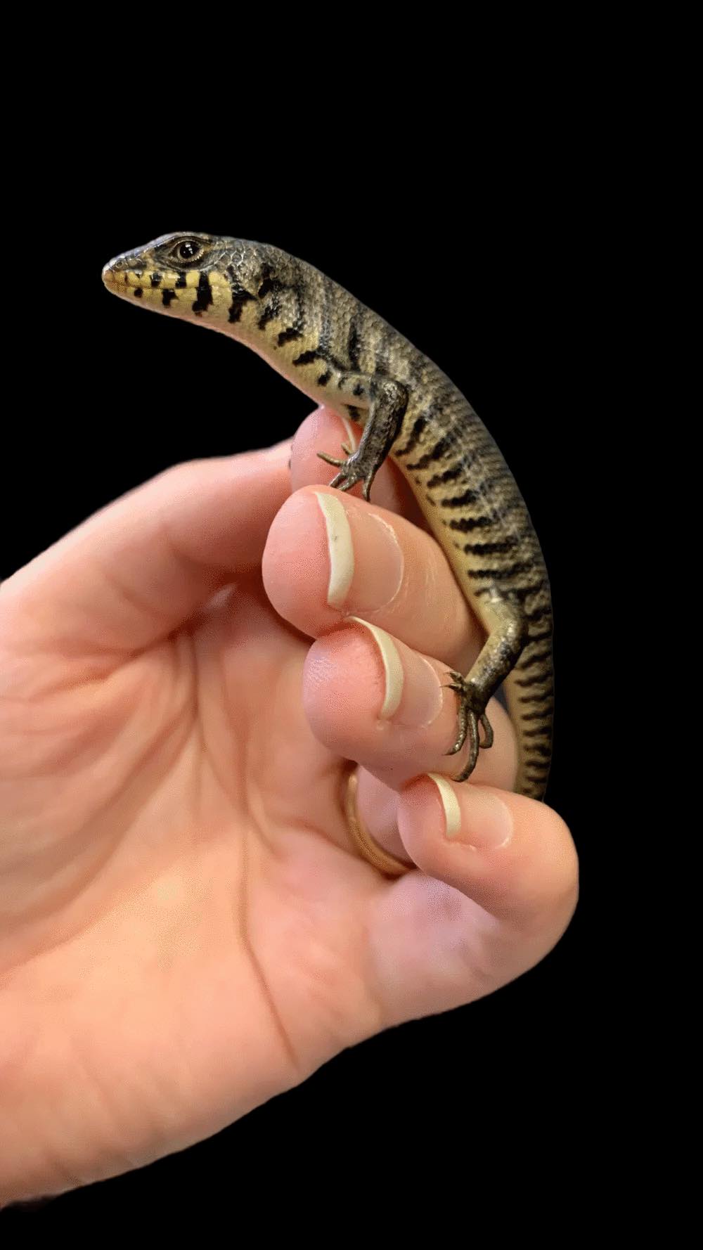 Kenyan Zebra Skink (Trachylepis dichroma)