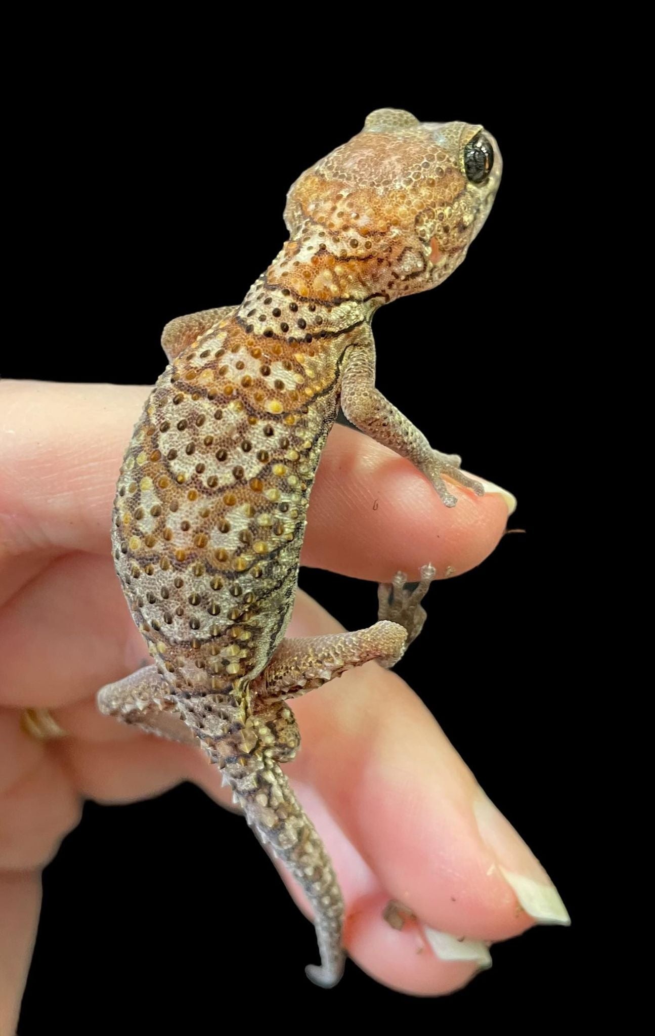 Pictus Gecko (Paroedura picta)