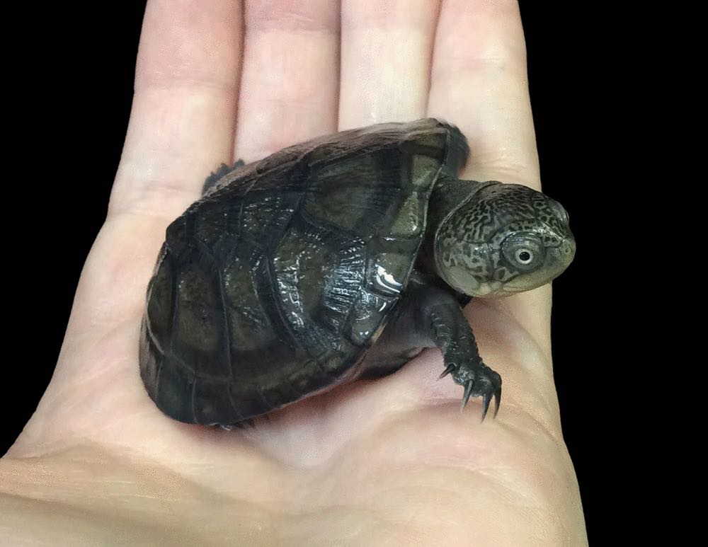West African Mud Turtle