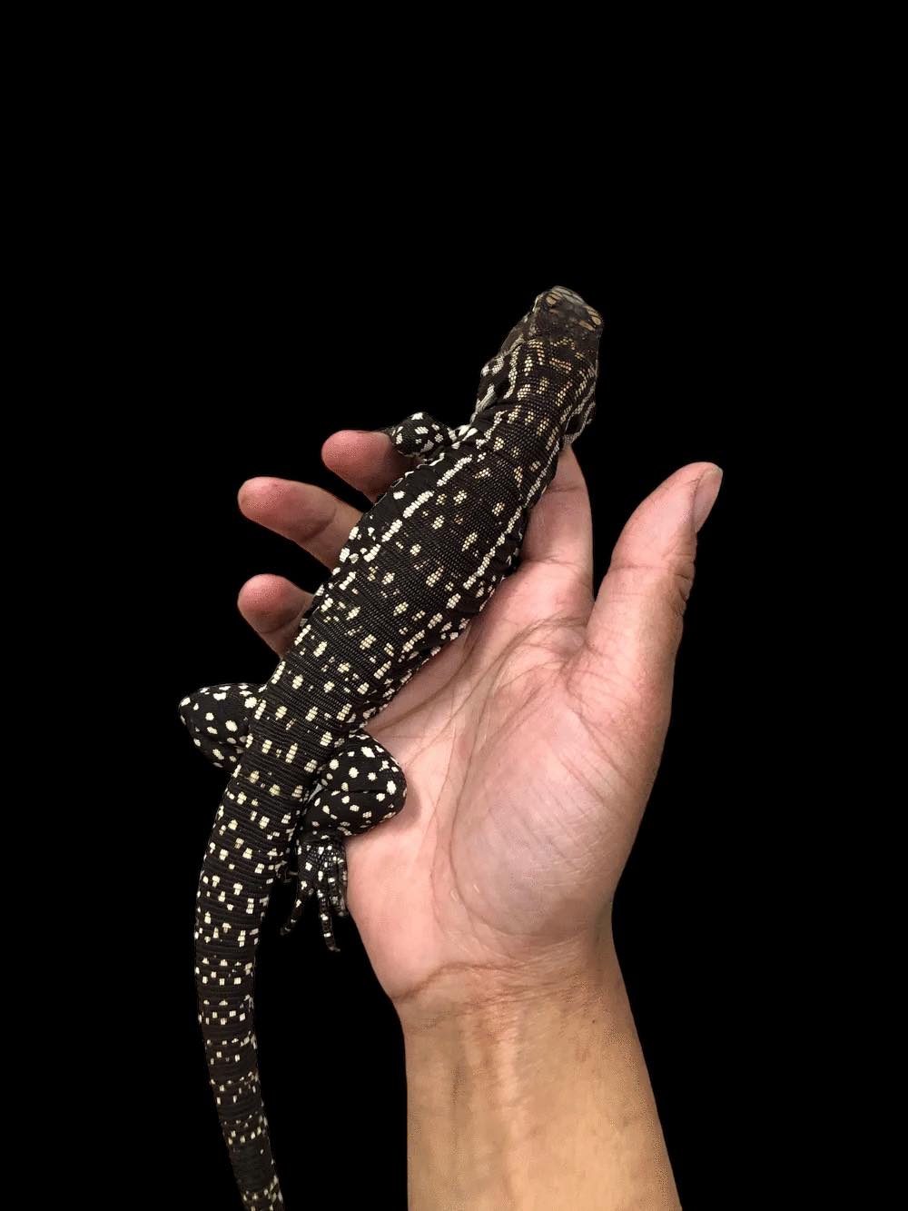Argentine Black and White Tegu (Salvator merianae)