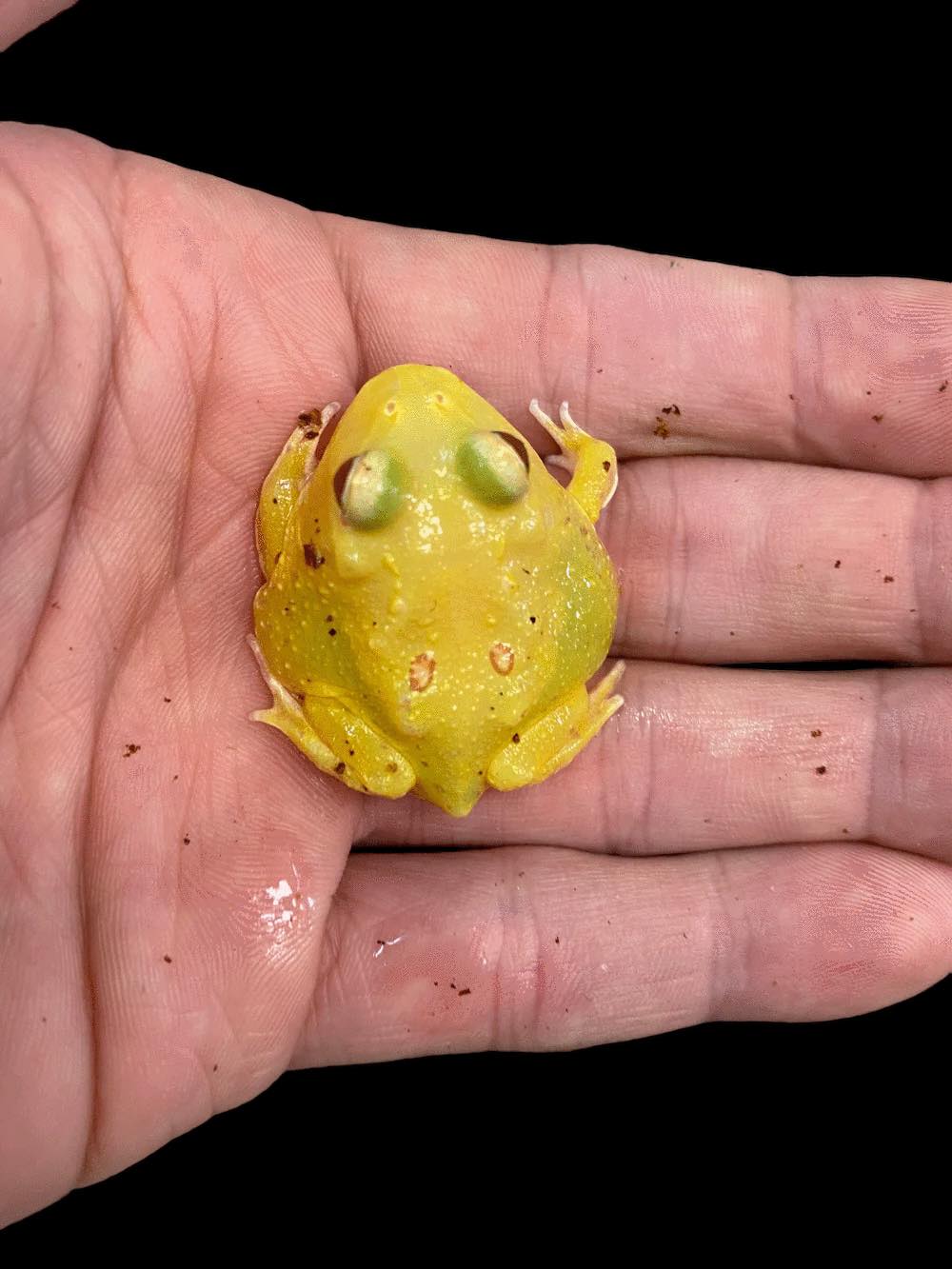 Pacman Frog (Pikachu)