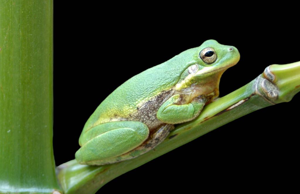 Squirrel Tree Frog