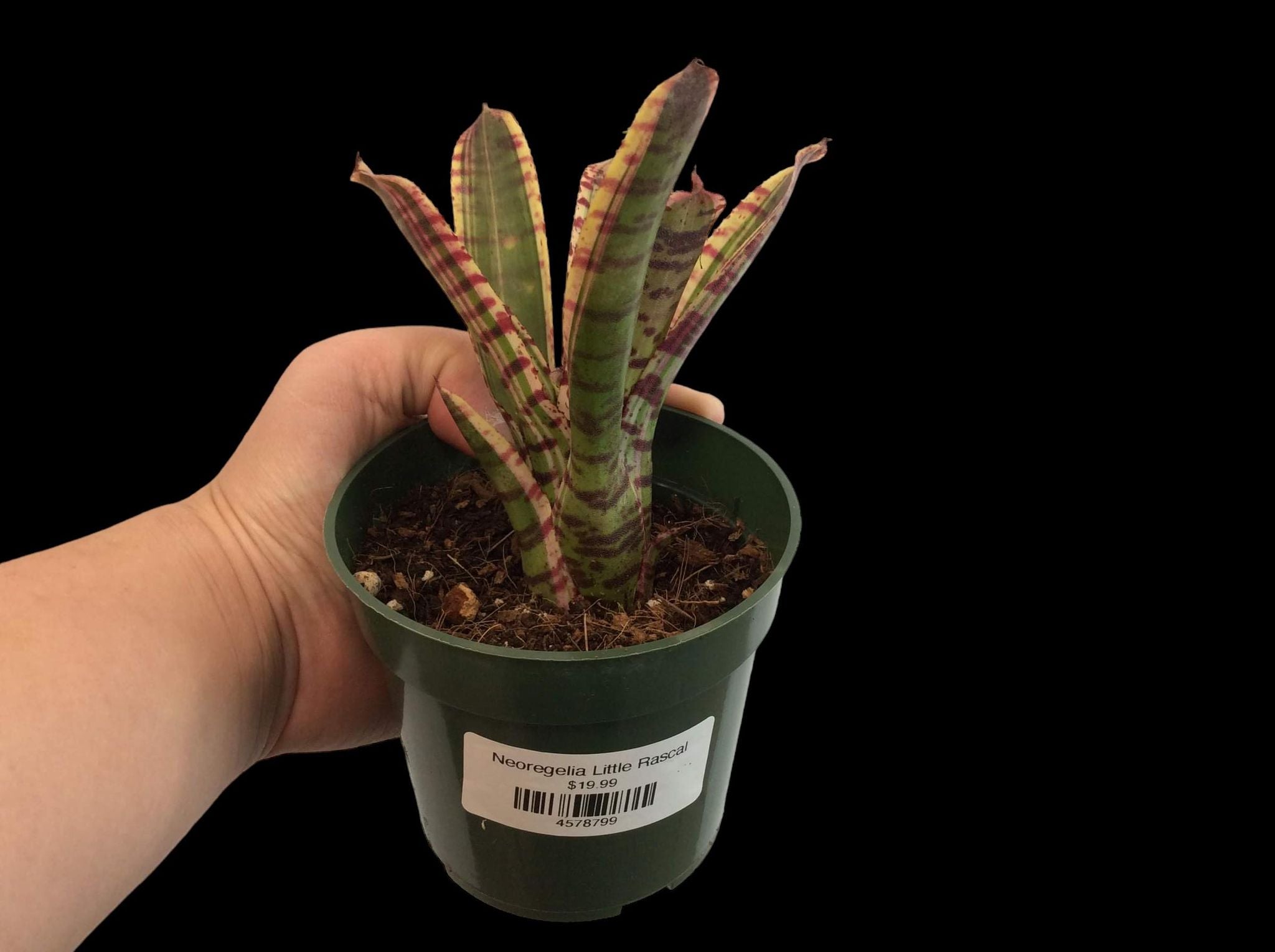 Neoregelia Petit Coquin