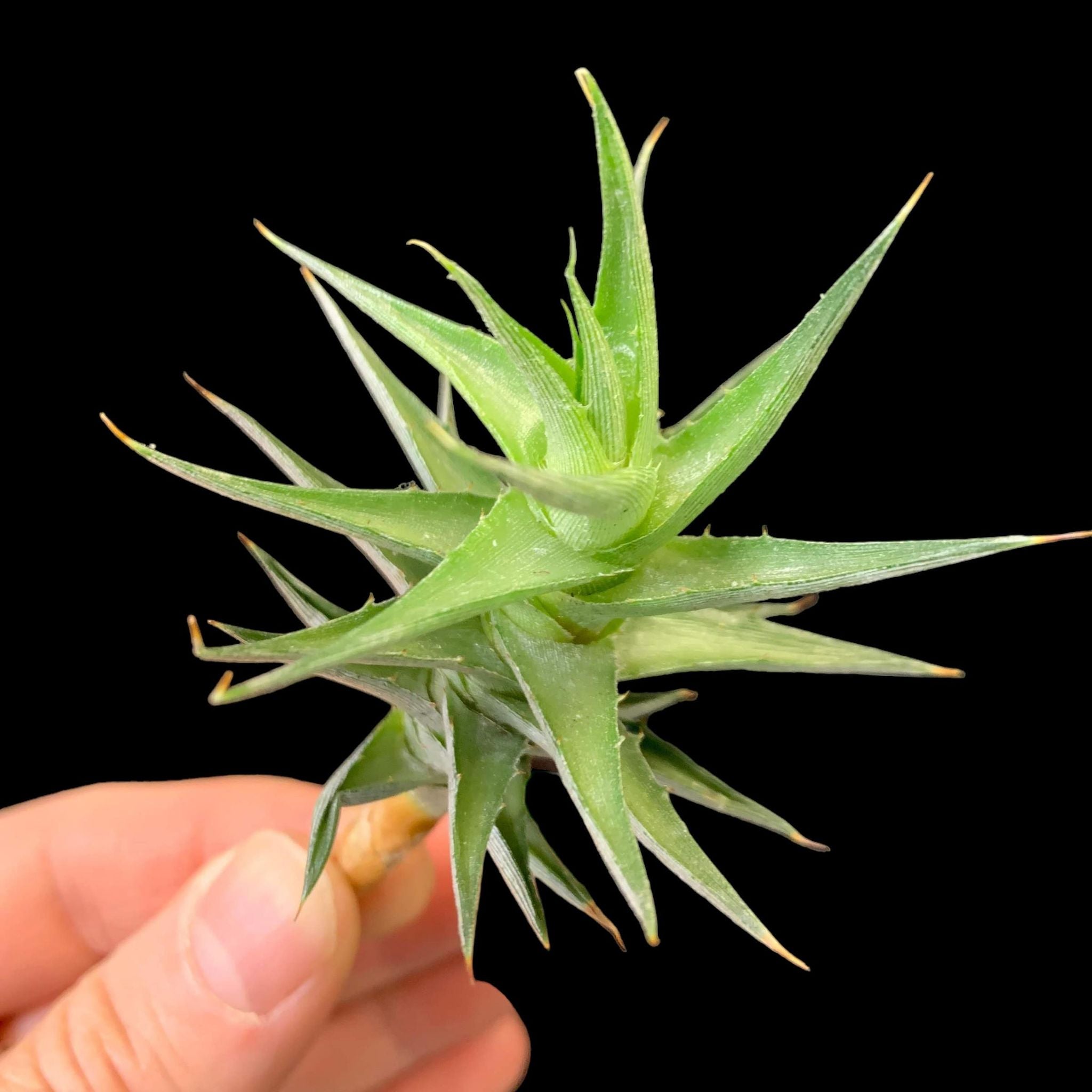 Deuterocohnia abstrusa