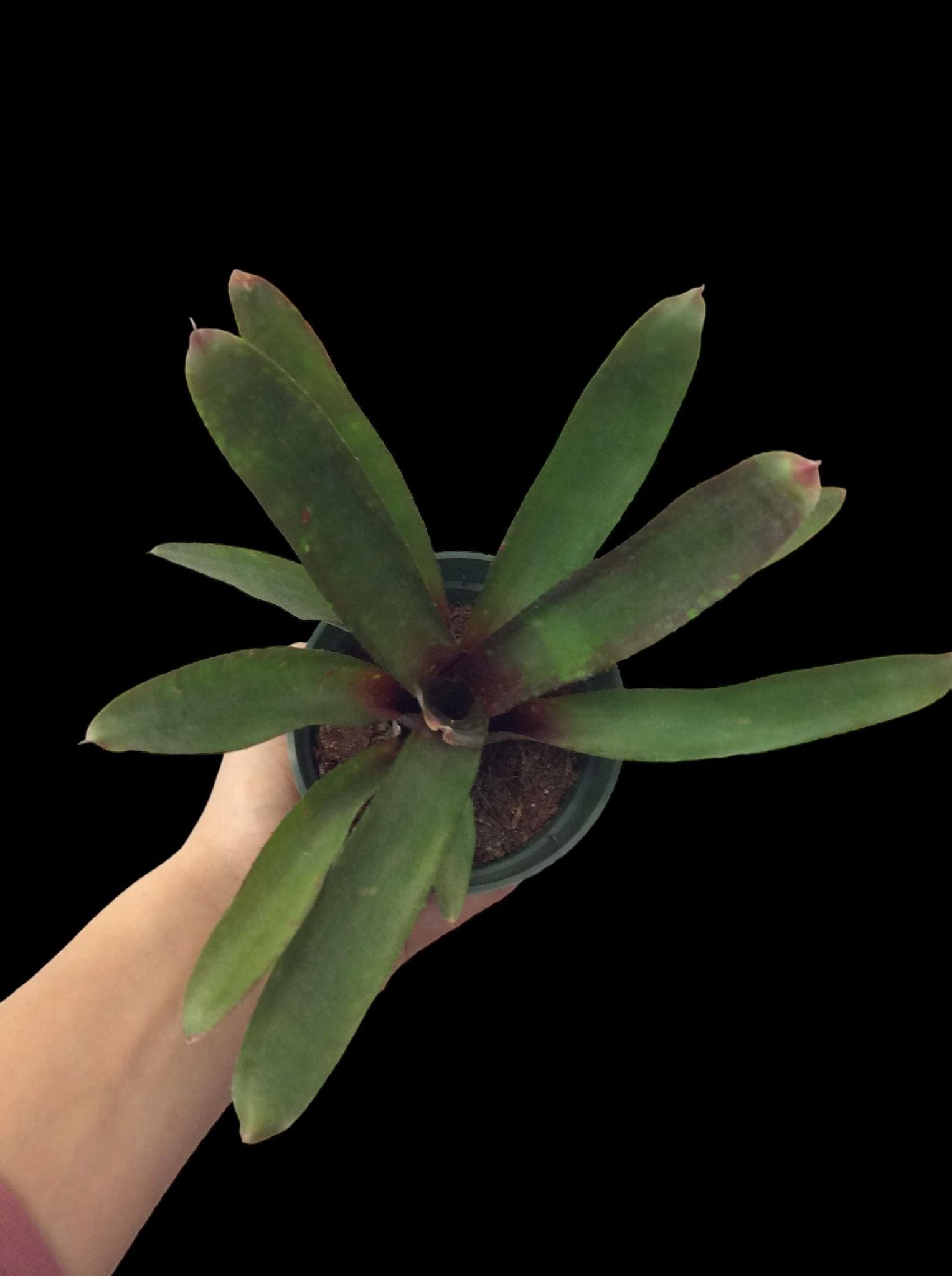 Spécial Papa Neoregelia