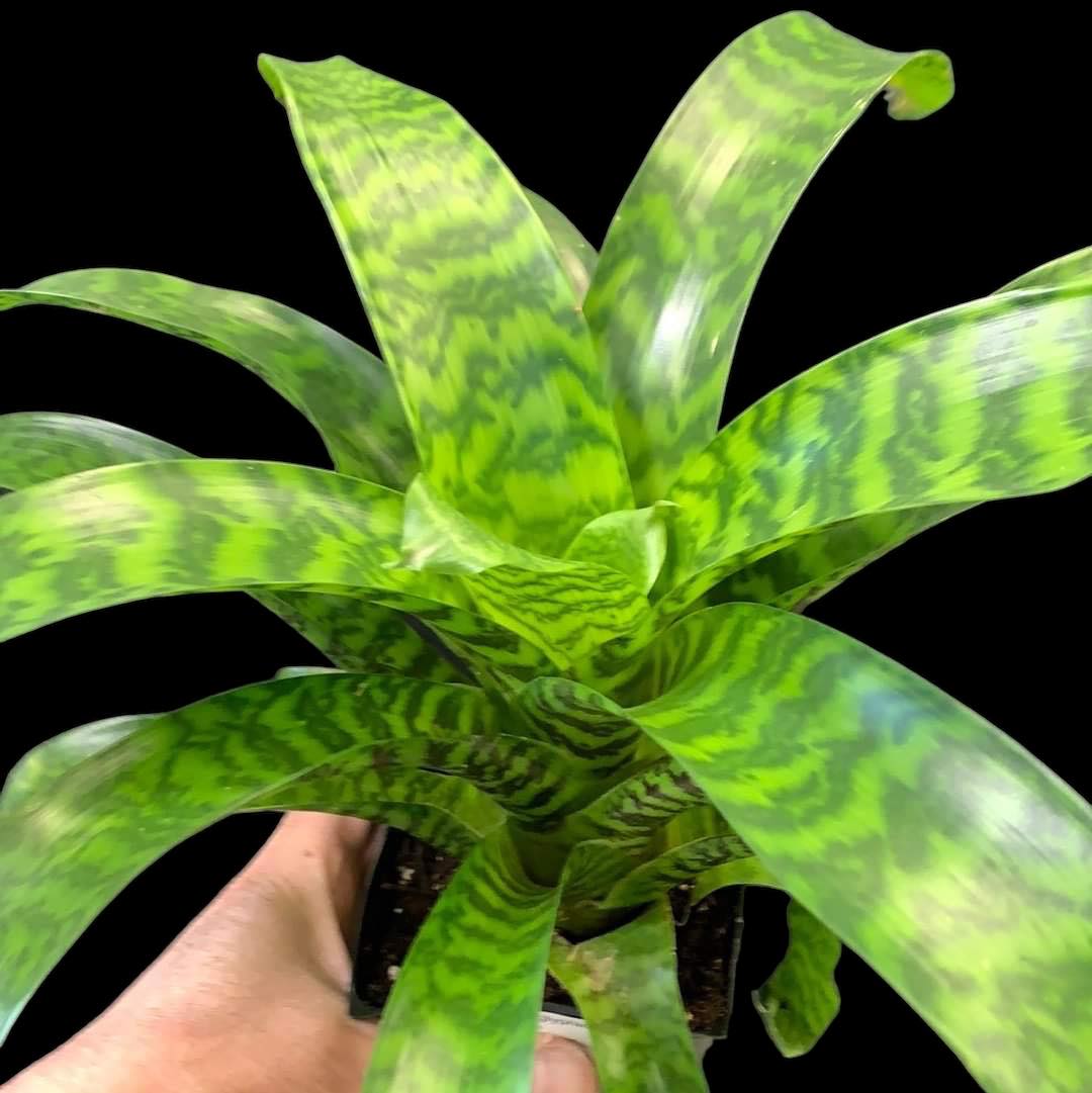 Hiéroglyphes de Vriesea