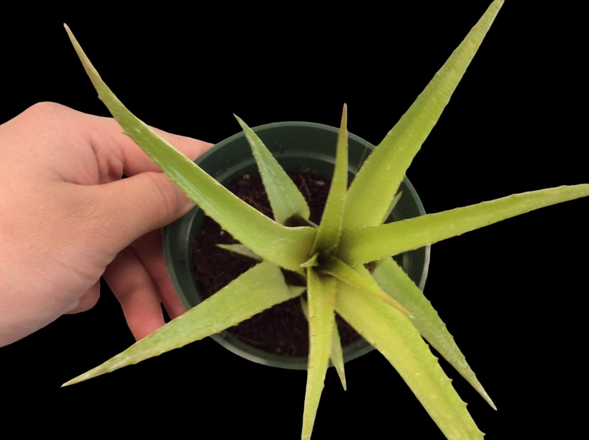 Aechmea recurvata 'Géant'