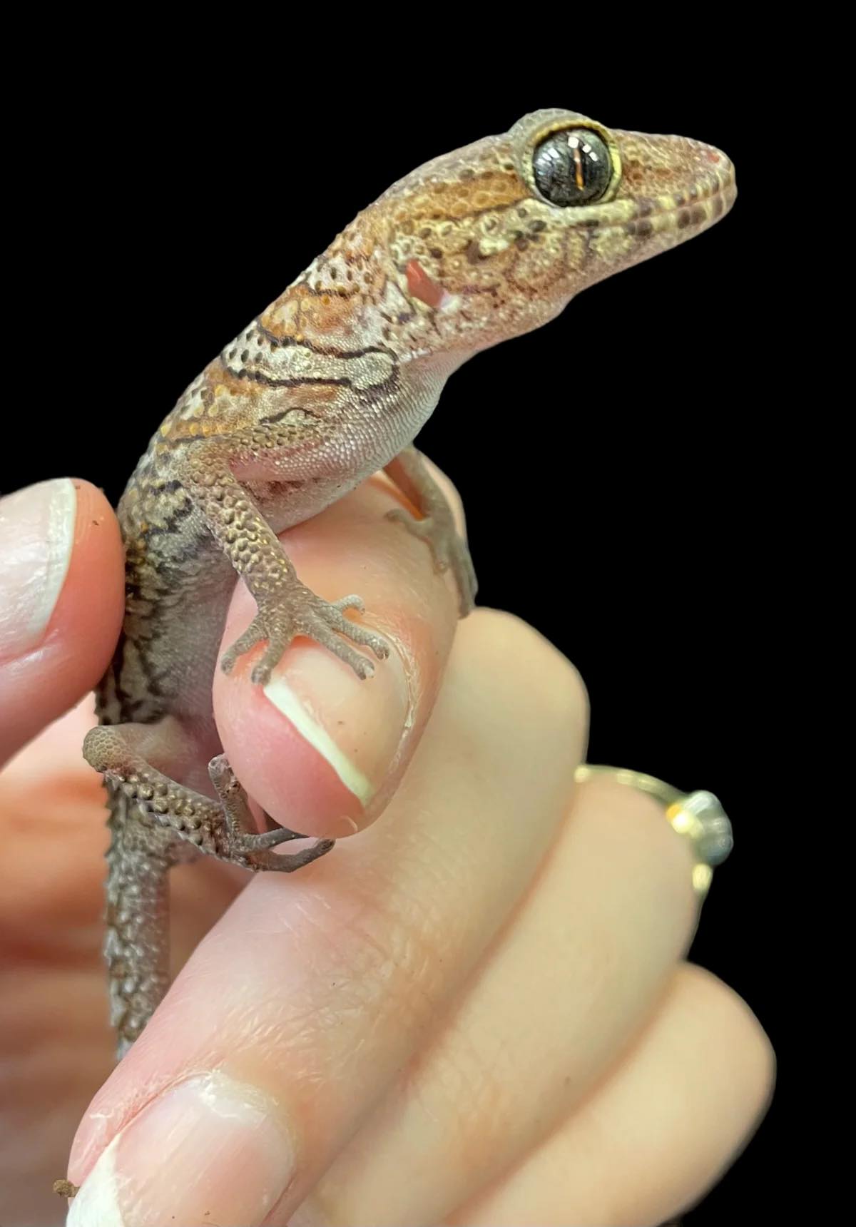 Pictus Gecko (Paroedura picta)