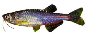 Danio perlé