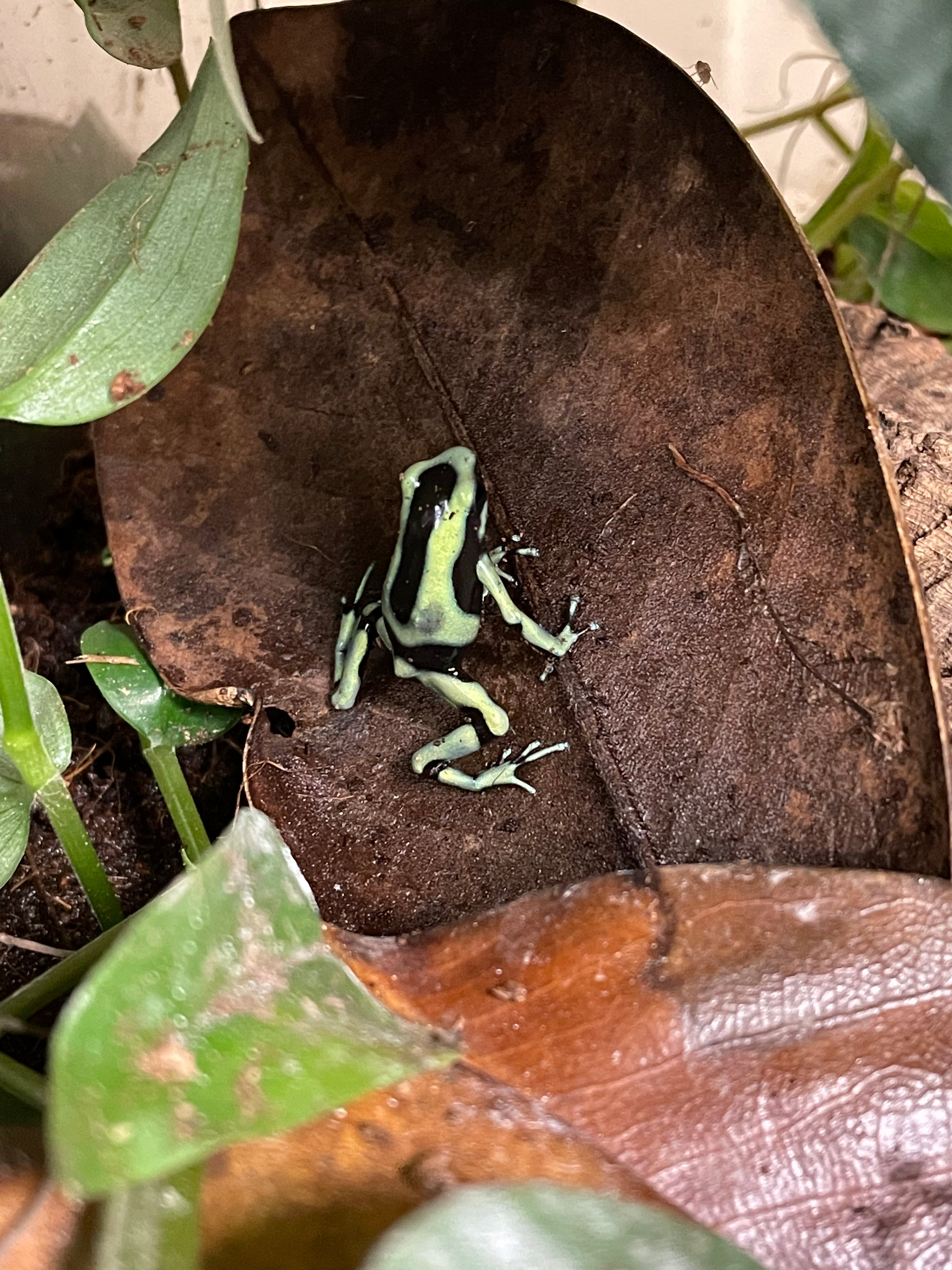 Dendrobates auratus Green & Black