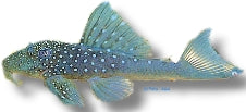 L128 Blue Phantom Pleco