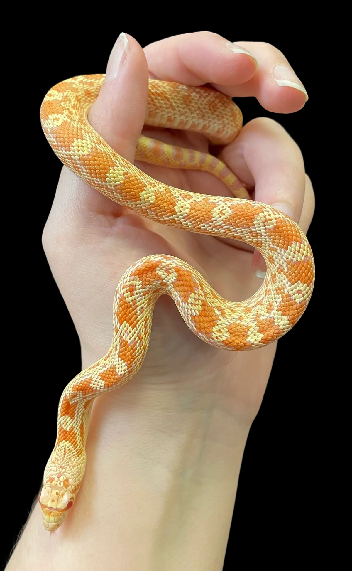 albino gopher snake