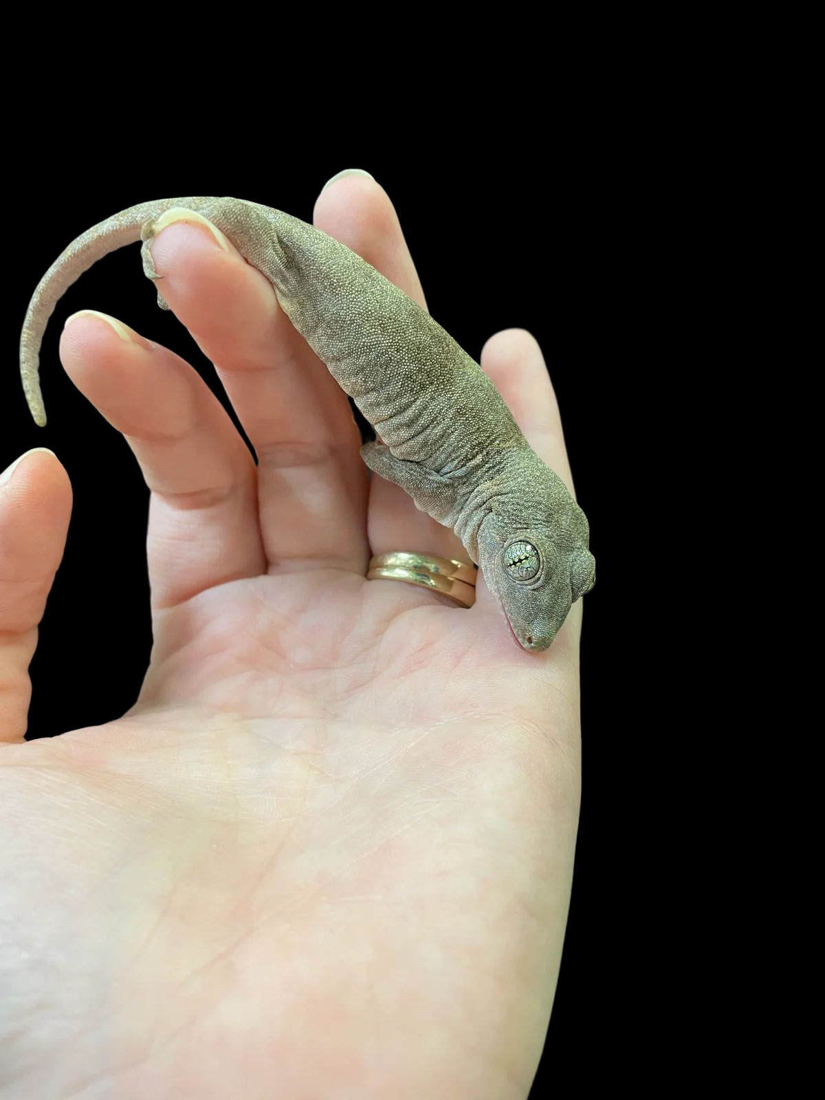 Halmahera Giant Gecko