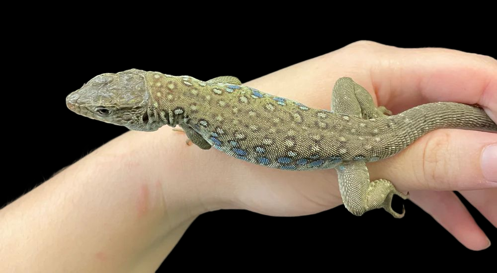 CBB Jewelled Lacerta (Timon lepidus)