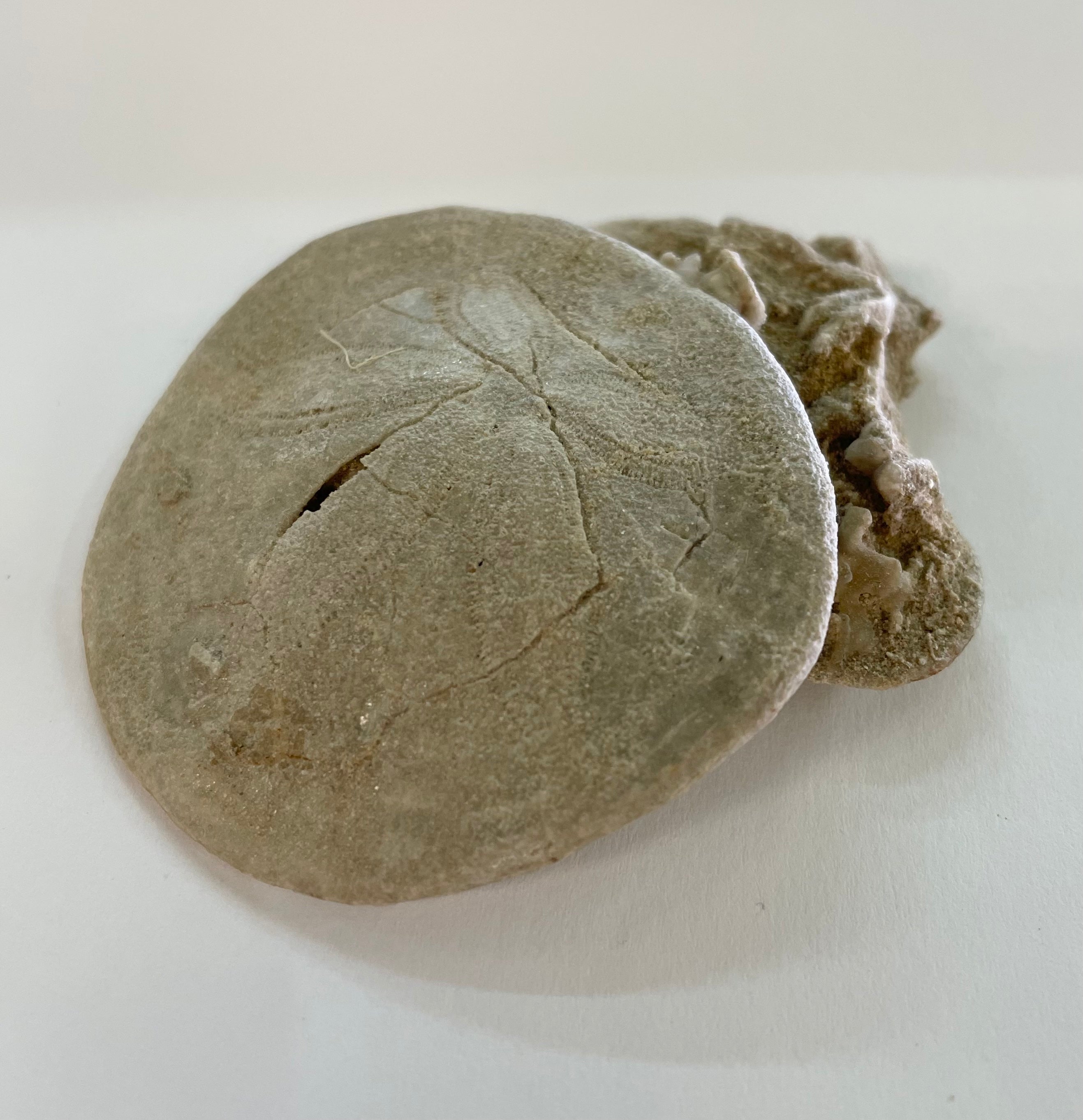 Fossil Sand Dollar