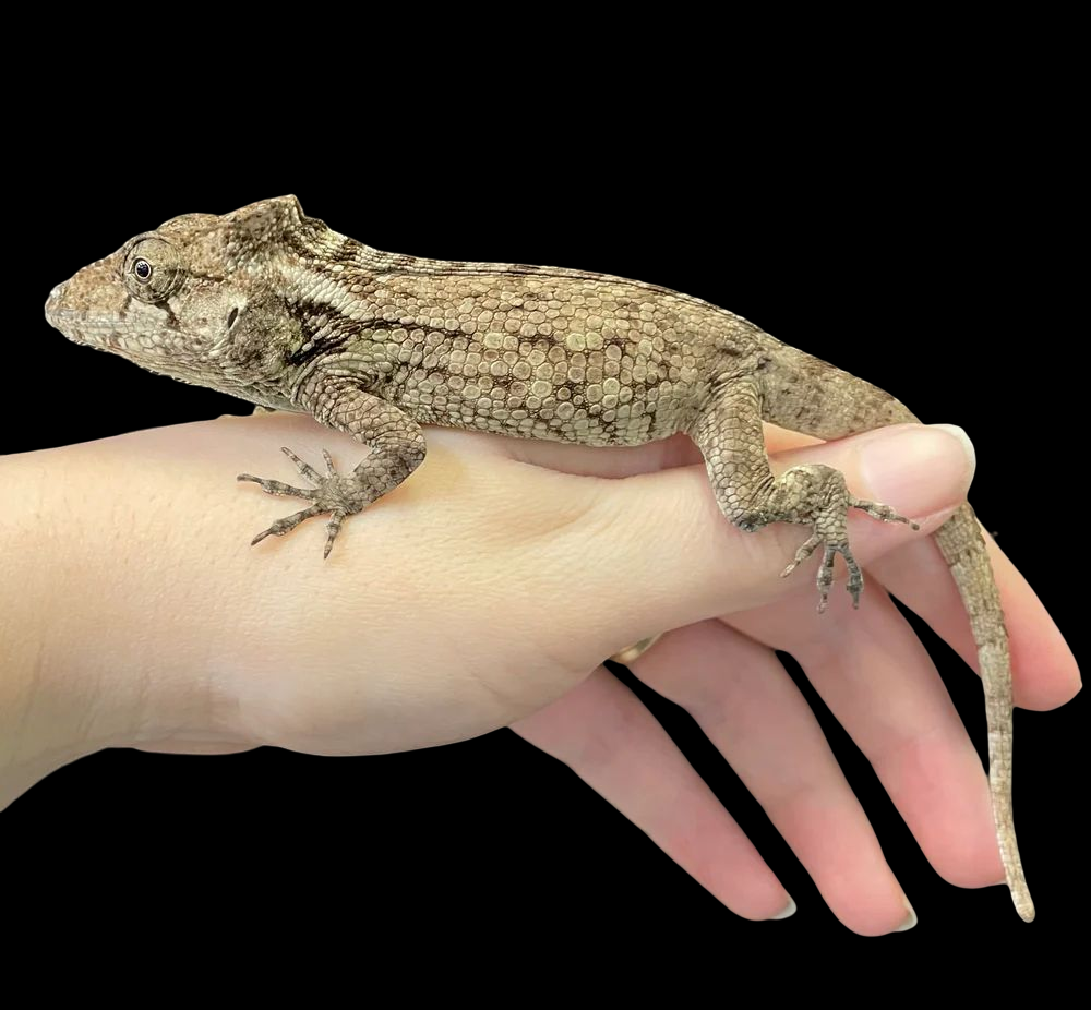 Feeder anoles best sale for sale