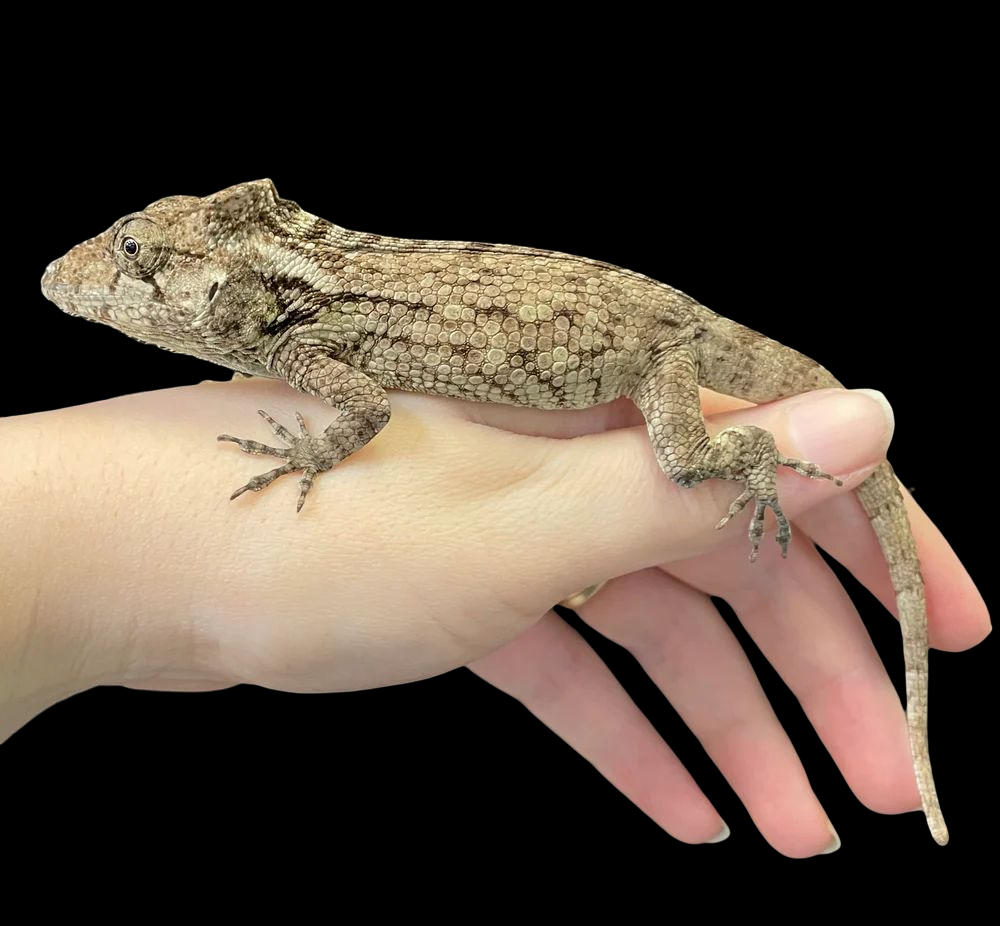 Cuban False Chameleon (Anolis barbatus)