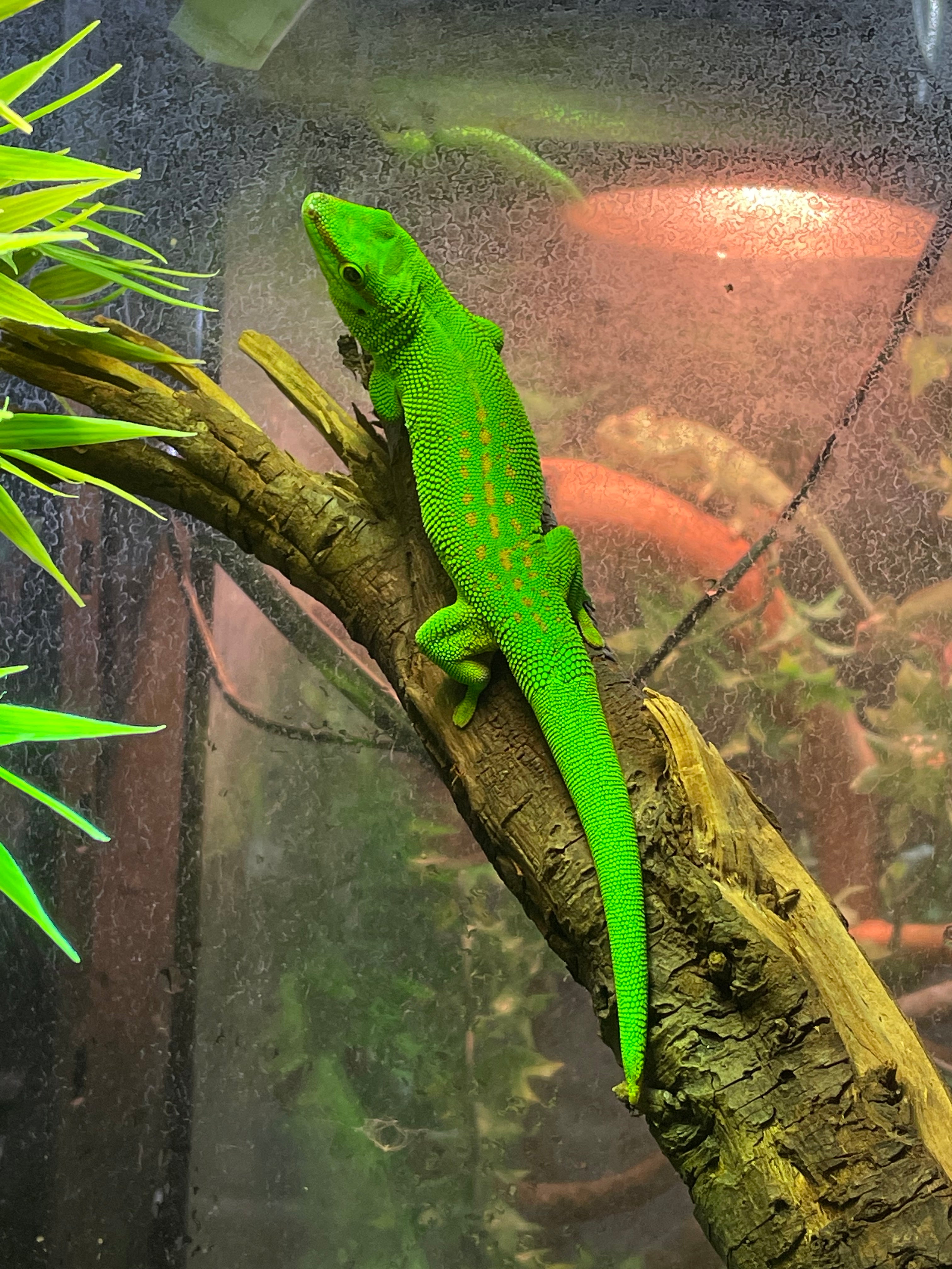 Madagascar Day Gecko