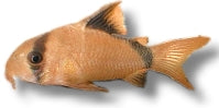 Bandit Corydoras