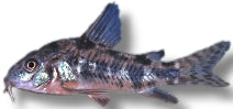 Peppered Cory
