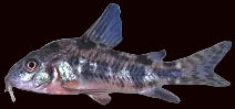 Corydoras poivrés