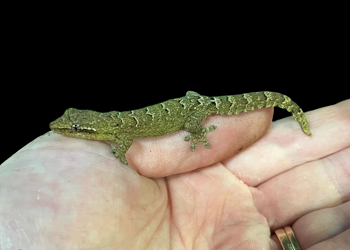 Mourning Gecko (Yellow Belly)