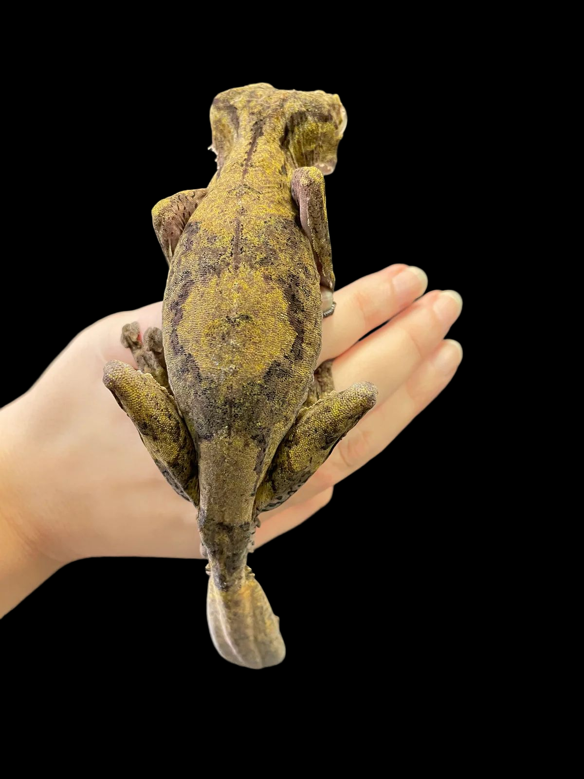 Common Leaf Tail Gecko