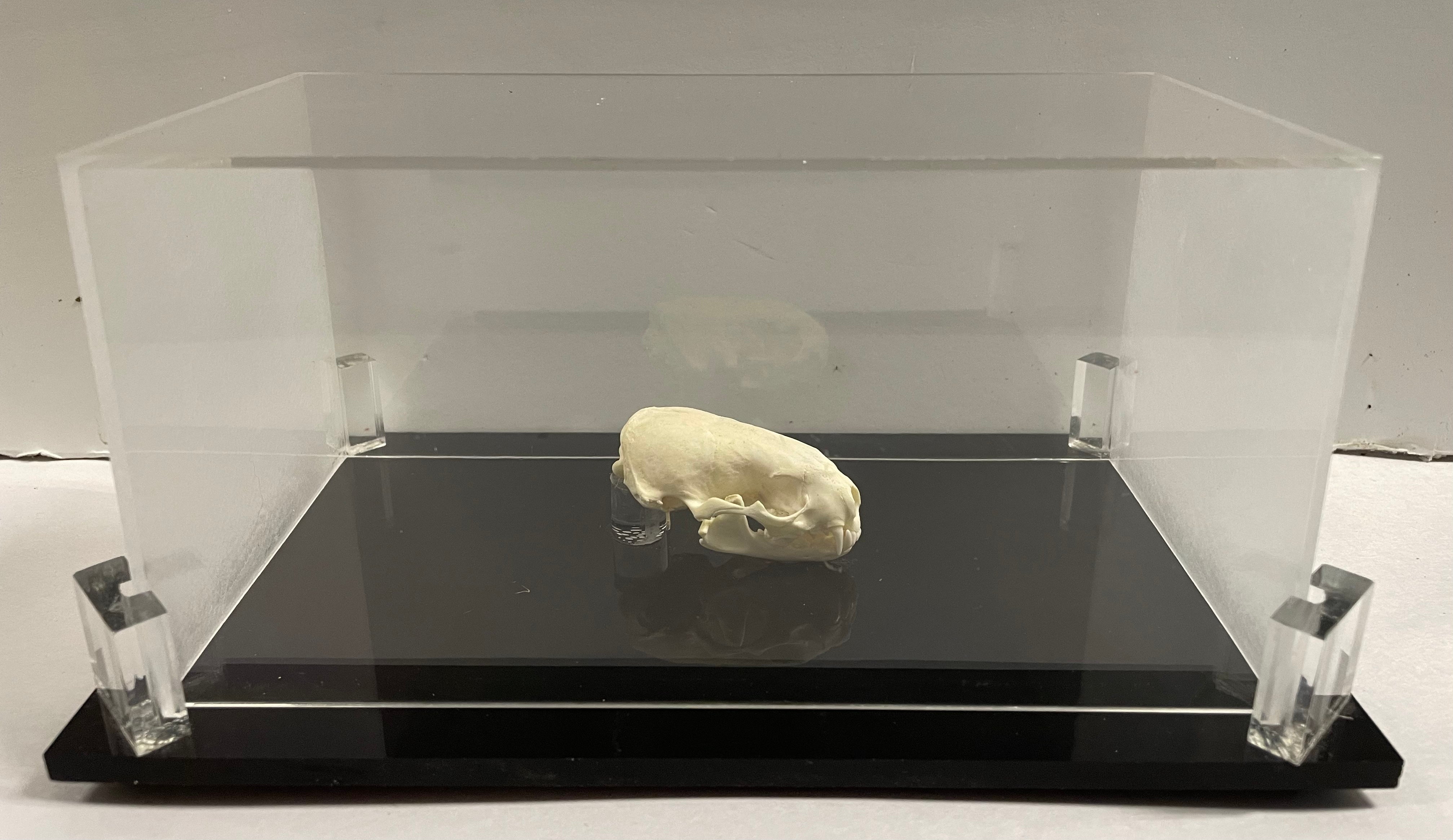 Domestic Ferret Skull
