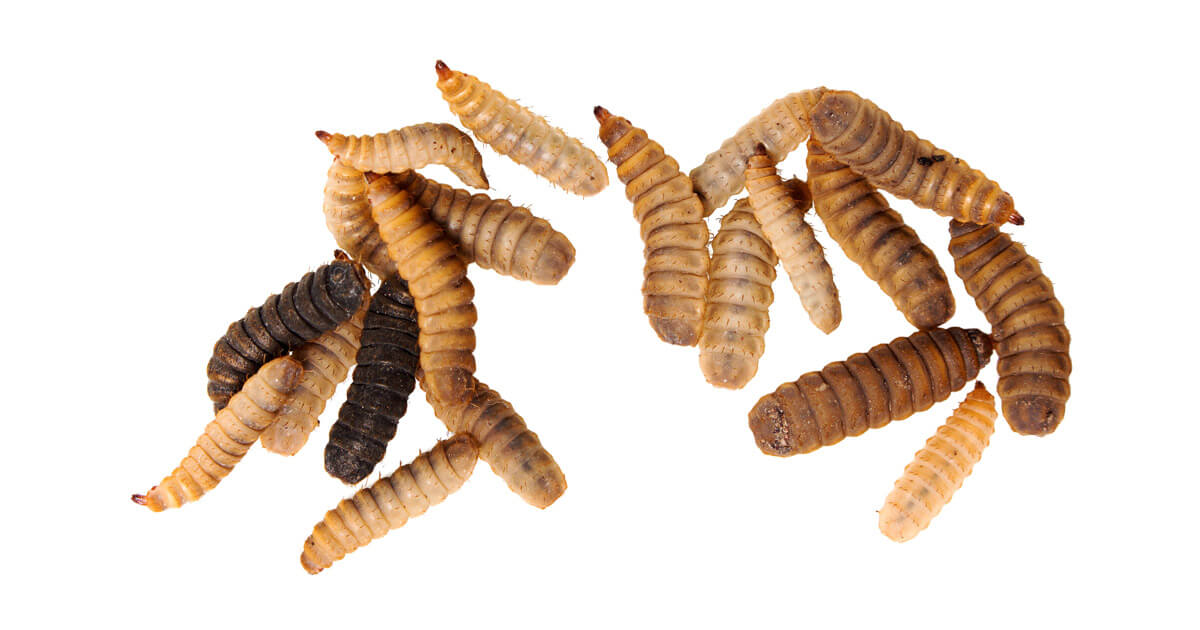 BSFL Black Soldier Fly Larvae