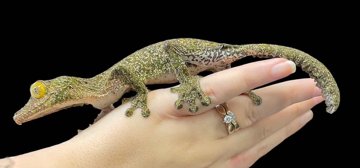 Gecko à queue de feuille du Sud (Uroplatus sameiti)