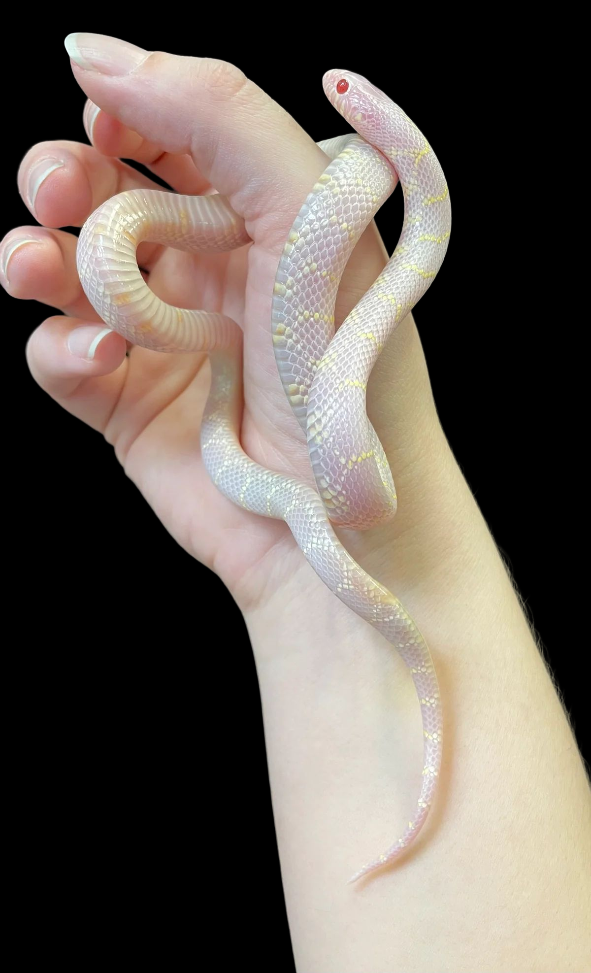 California Kingsnake (Blizzard) - Main Image