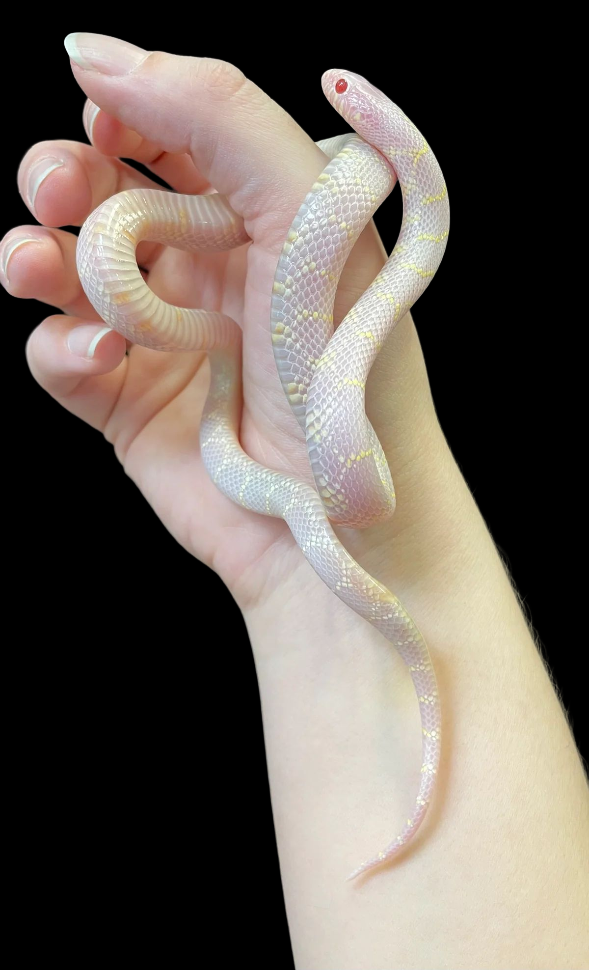 California Kingsnake (Blizzard) CBB