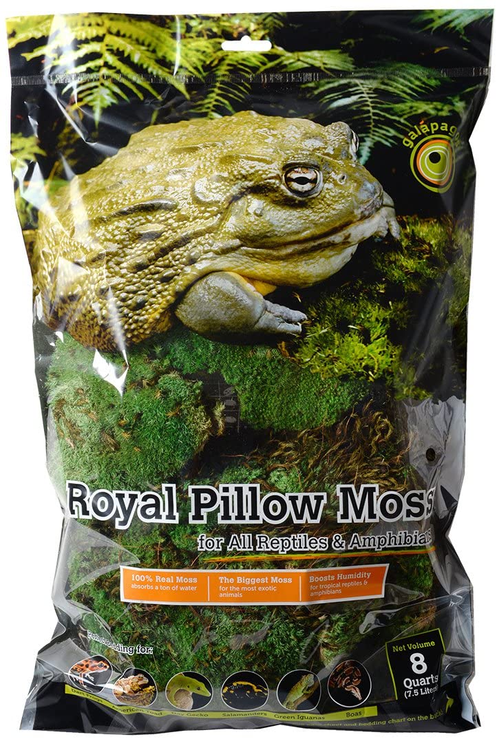 Mousse coussin royale des Galapagos