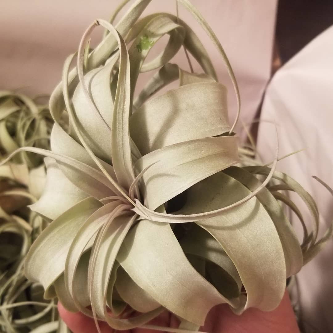 Tillandsia xerographica