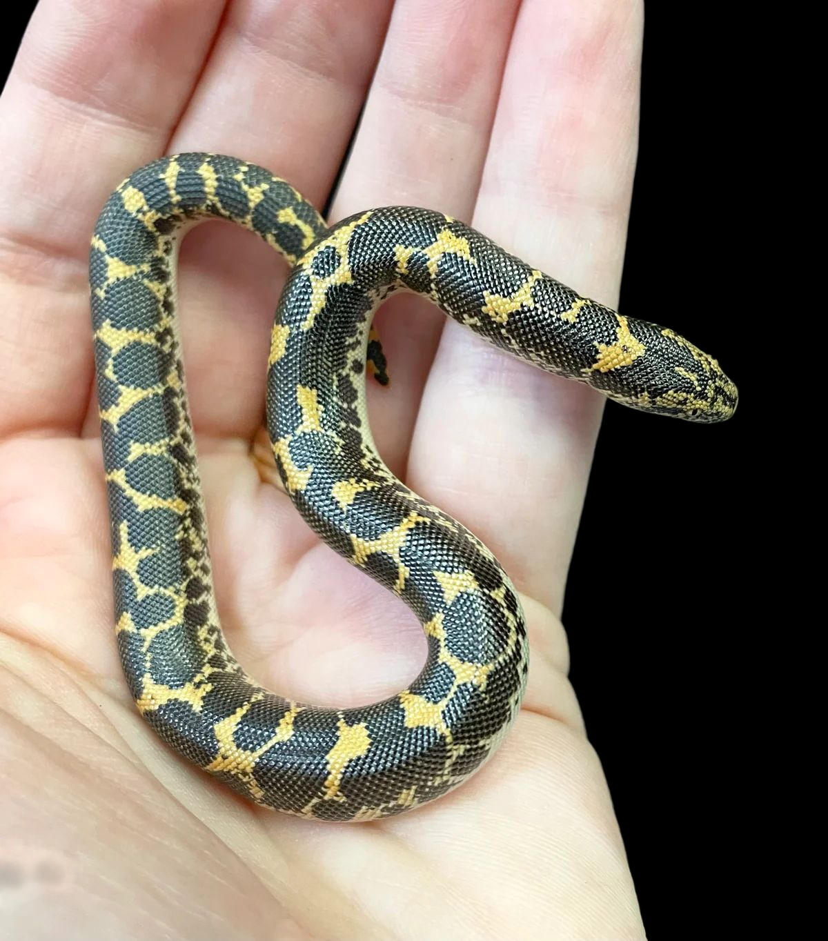 Boa des sables du Kenya (Het Anery/Albino/Paradox Albino)