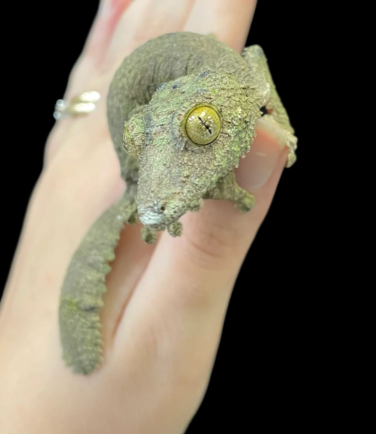 Mossy Leaf-tailed Gecko (Uroplatus sikorae)