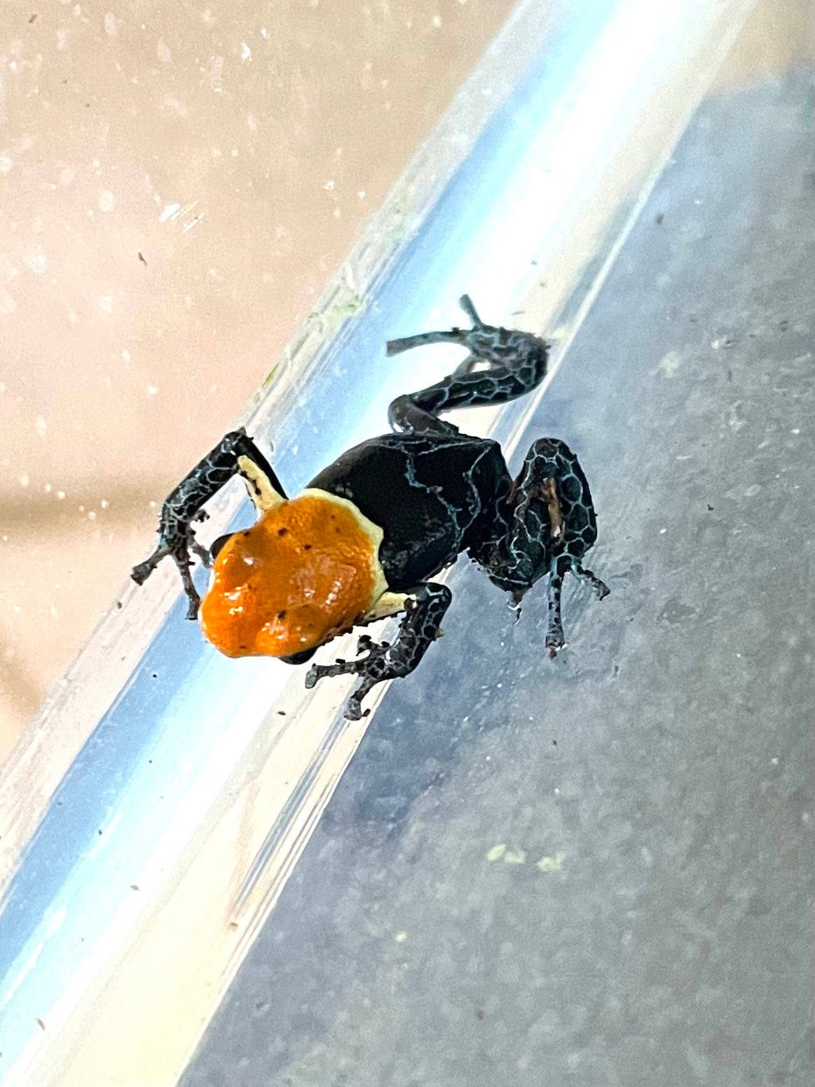 Ranitomeya fantastica 'True Nominal'