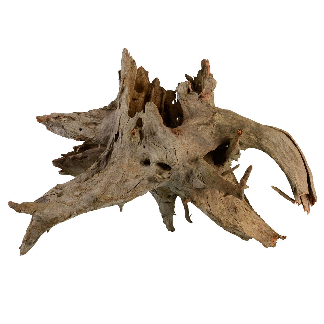 Underwater Treasures Eucalyptus Root