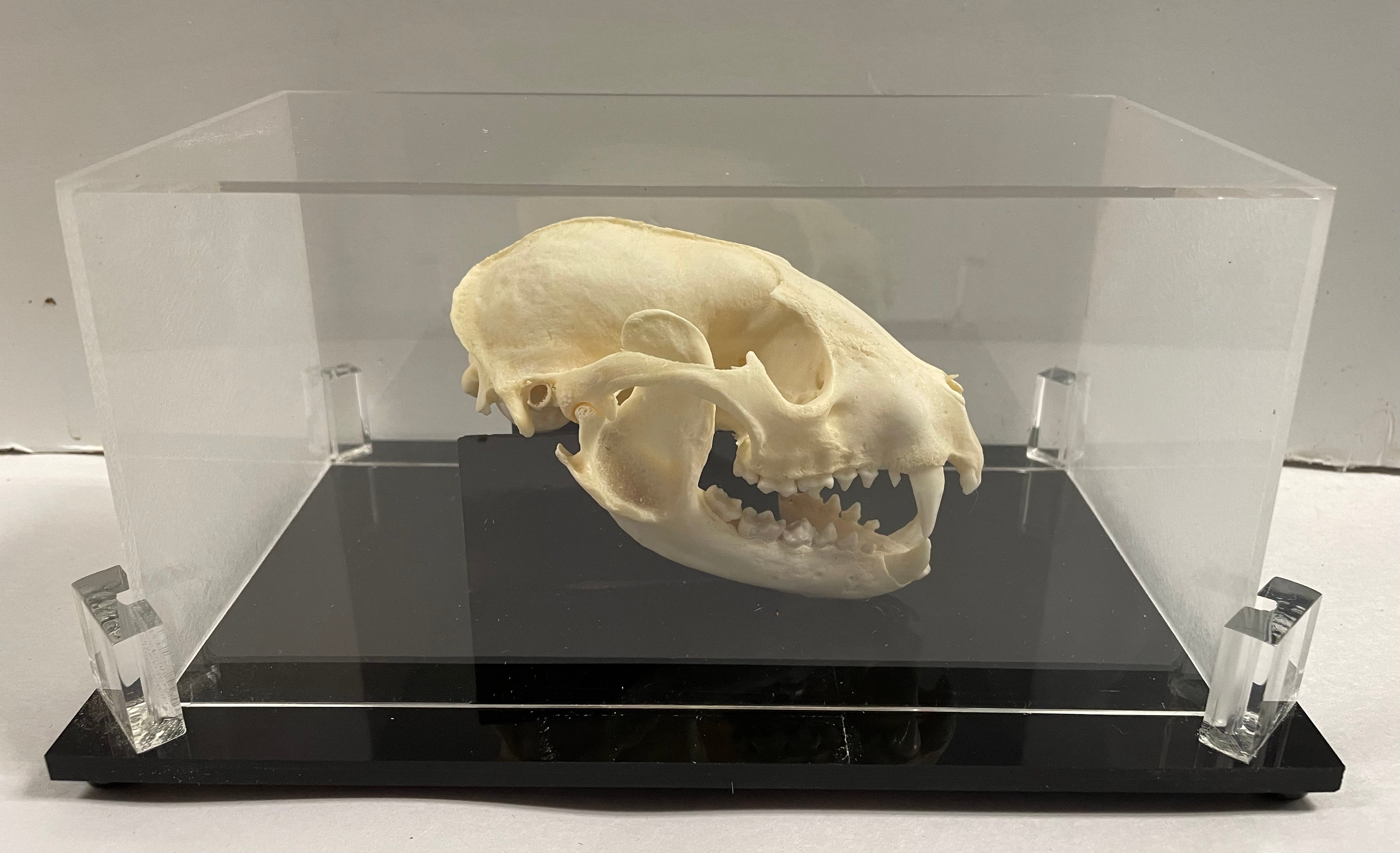 Raccoon Skull