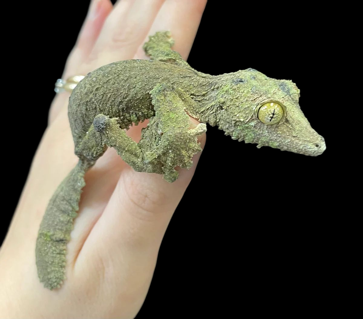 Mossy Leaf tailed Gecko Uroplatus Sikorae mossy-leaf-tailed-gecko-uroplatus-sikorae
