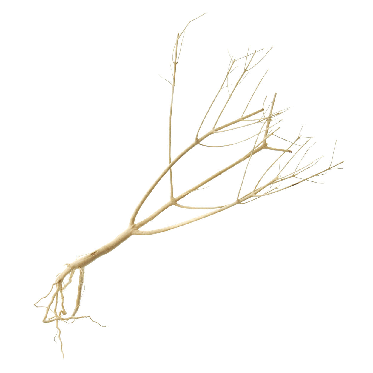 Underwater Treasures Photinia Wood