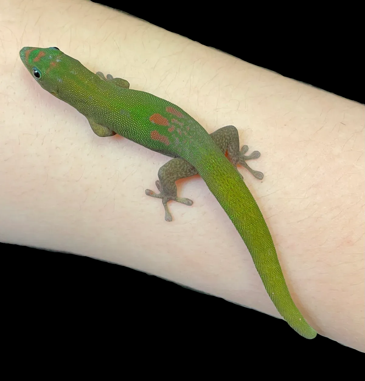 Gold Dust Day Gecko (Phelsuma laticauda)
