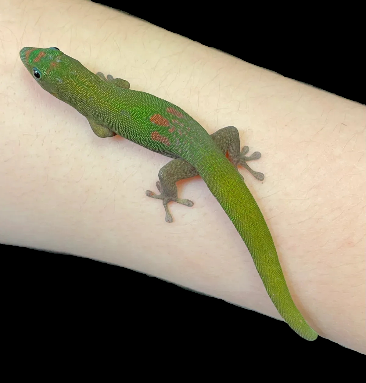 Gold Dust Day Gecko