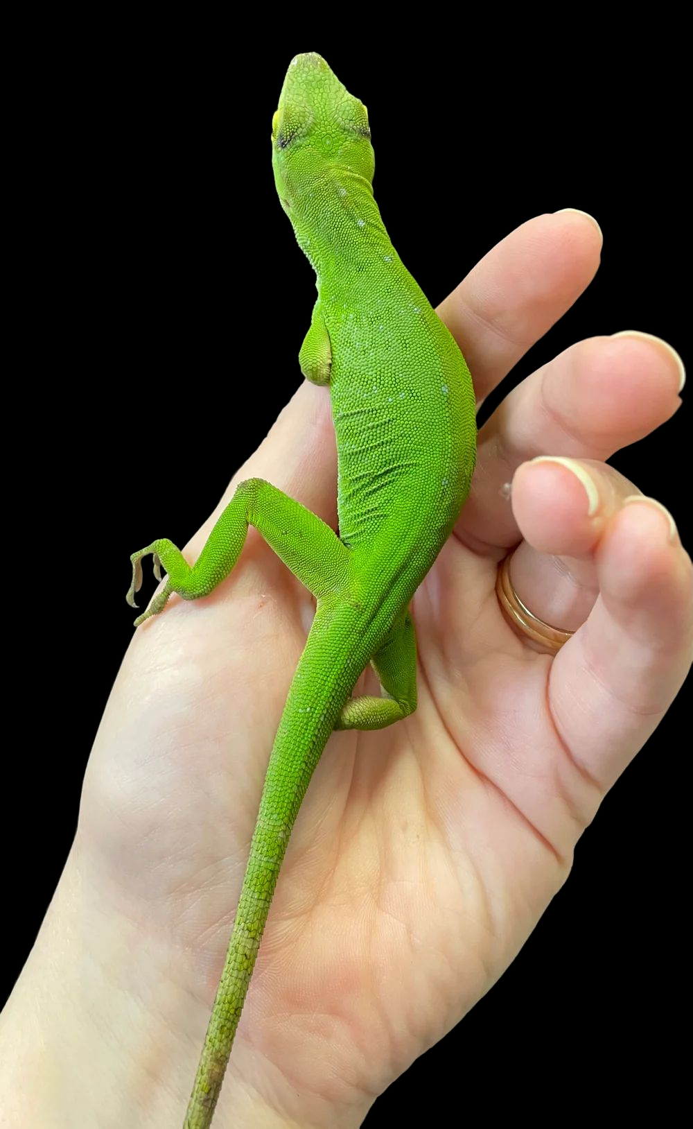 Green Neotropical Anole (Anolis biporcatus)