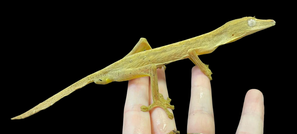 Gecko à queue de feuille lignée (Uroplatus lineatus)