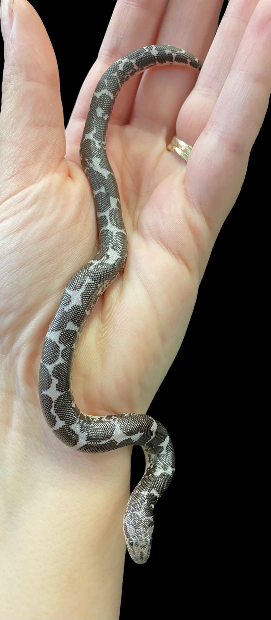 Boa des sables du Kenya (Anery Het Albino/Paradox Albino)