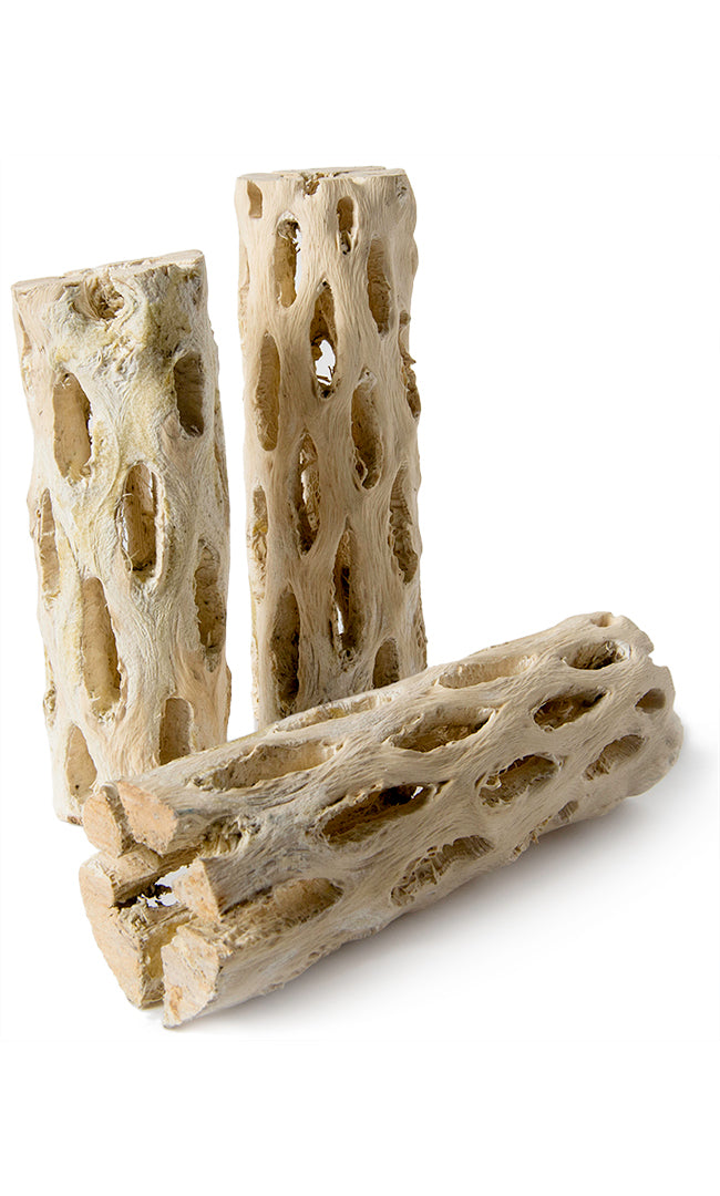 Branches de bois de Cholla